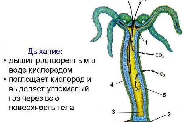 Сайт кракен зайти